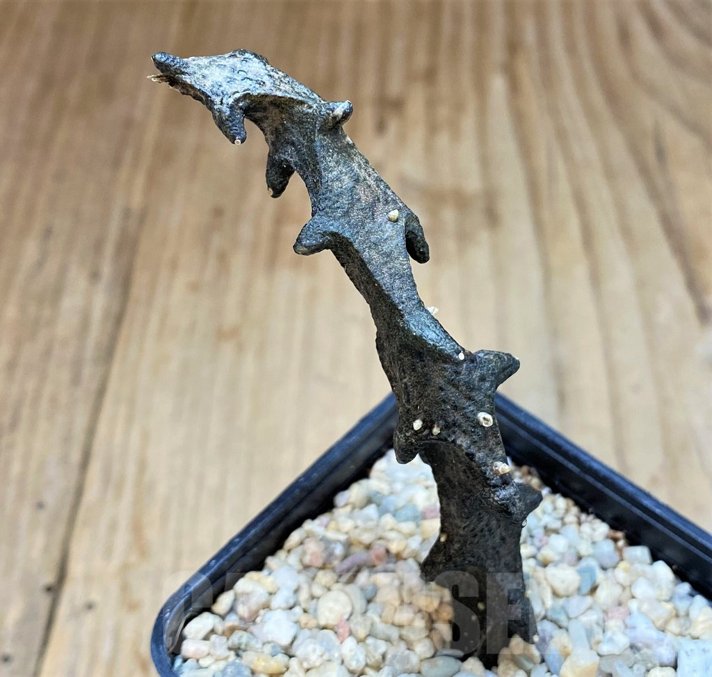 SH1507 Ceropegia bosseri