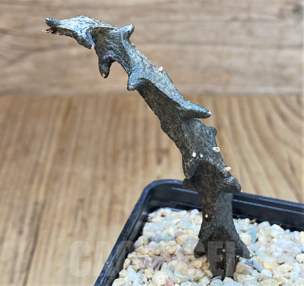 SH1507 Ceropegia bosseri - Image 2