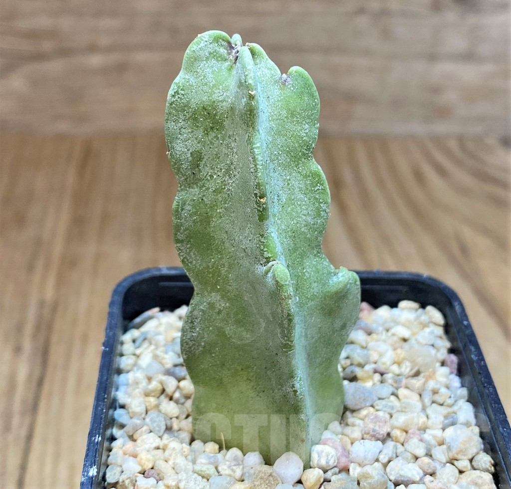 SH1508 Caralluma flava