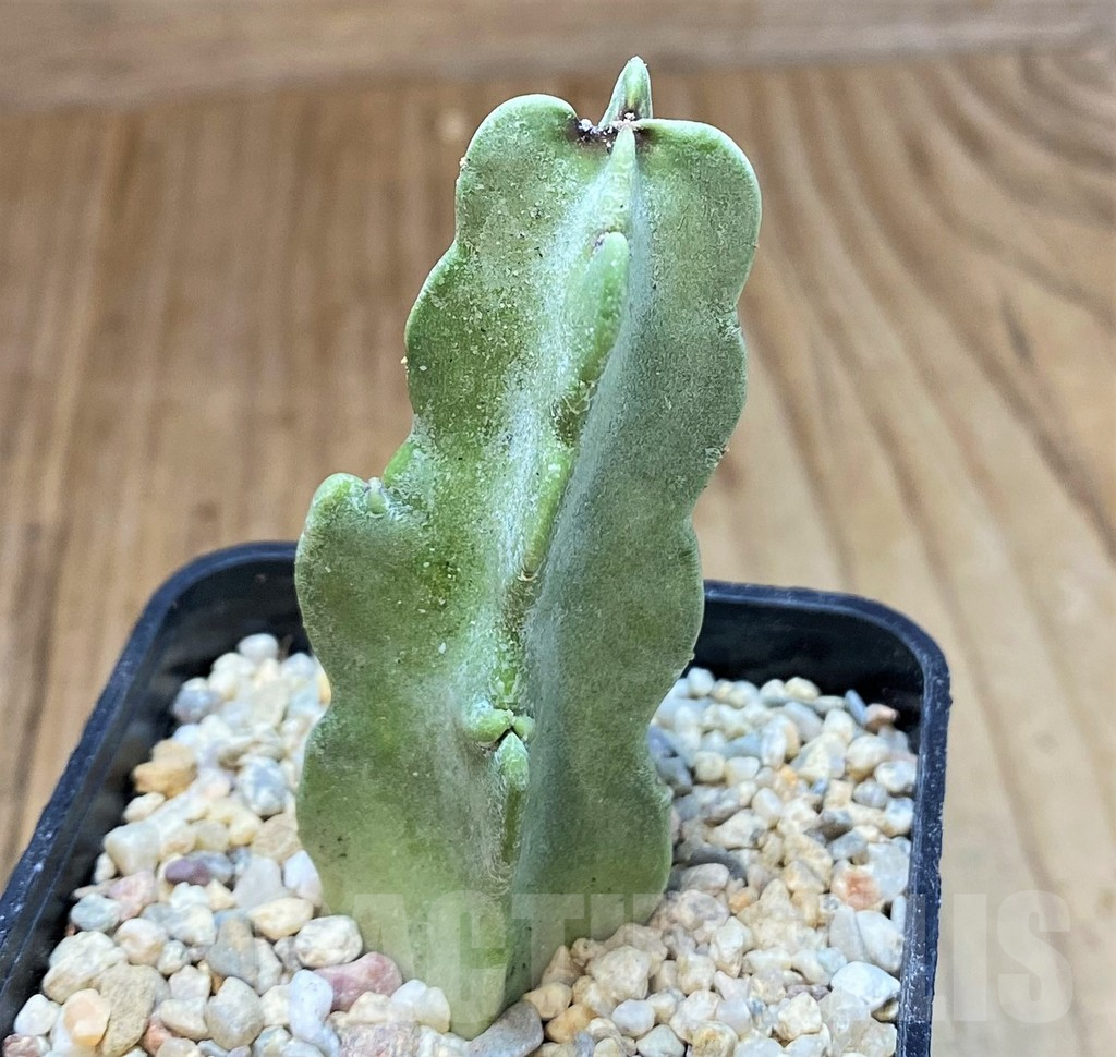 SH1508 Caralluma flava – Bild 2