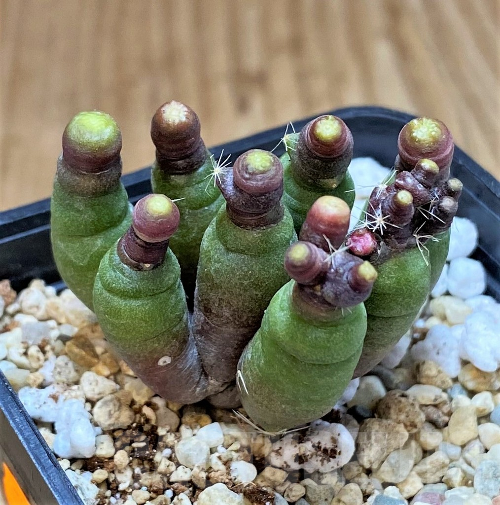 SH1509 Mammillaria bocasana 'Fred'