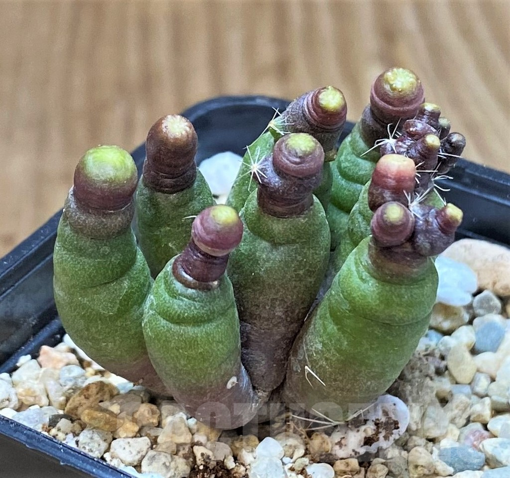 SH1509 Mammillaria bocasana 'Fred' – Bild 2