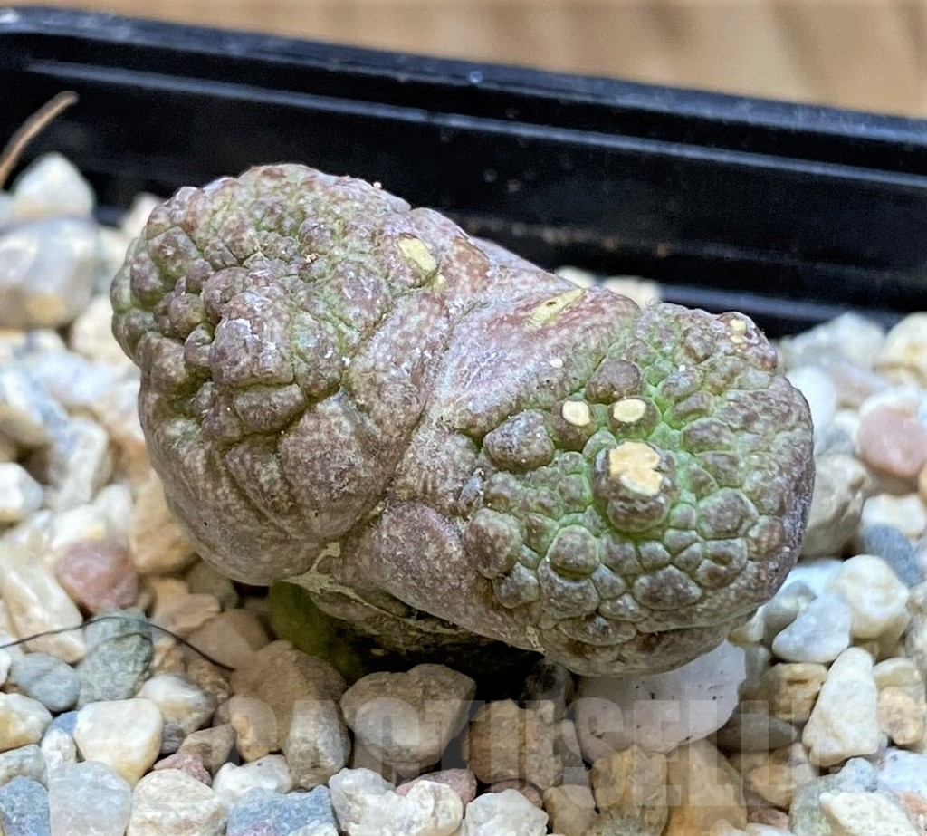 SH1510 Pseudolithos cubiformis f. monstrosa ?