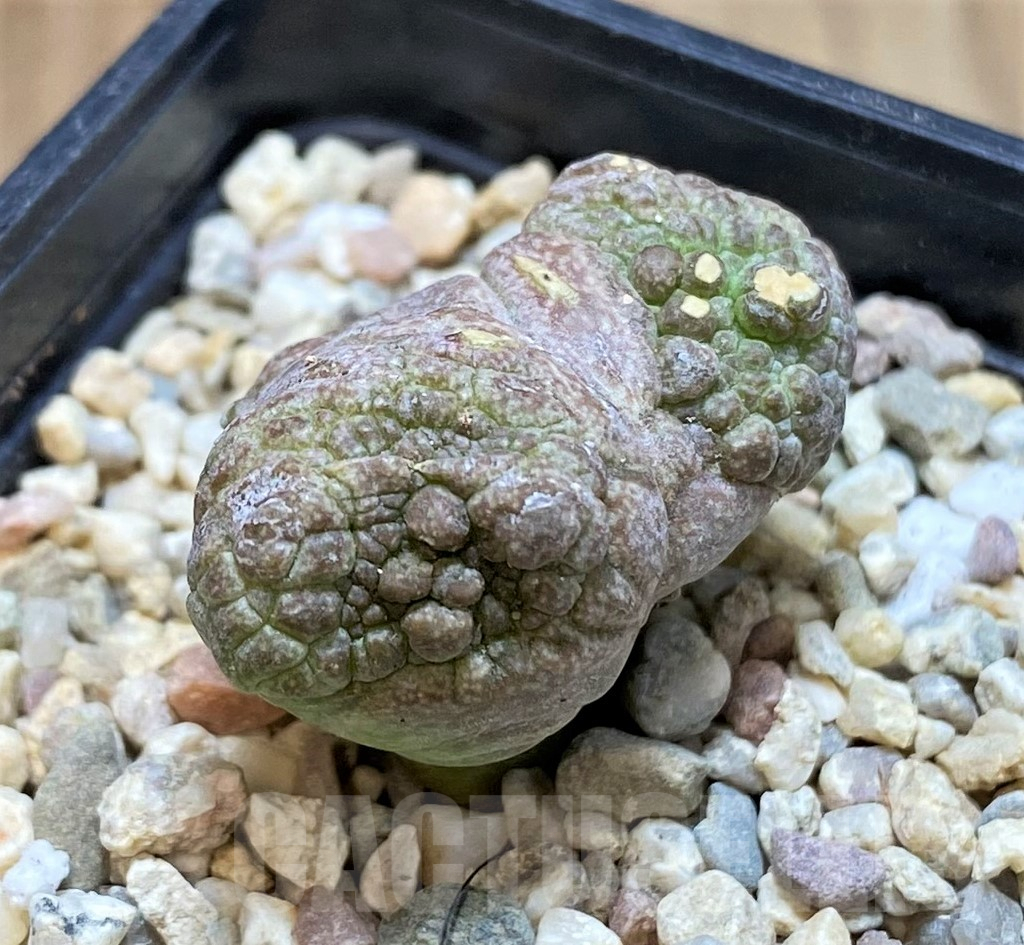 SH1510 Pseudolithos cubiformis f. monstrosa ? - Image 2