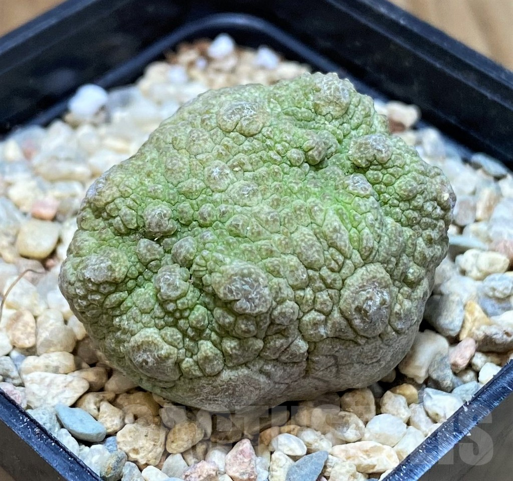 SH1511 Pseudolithos cubiformis