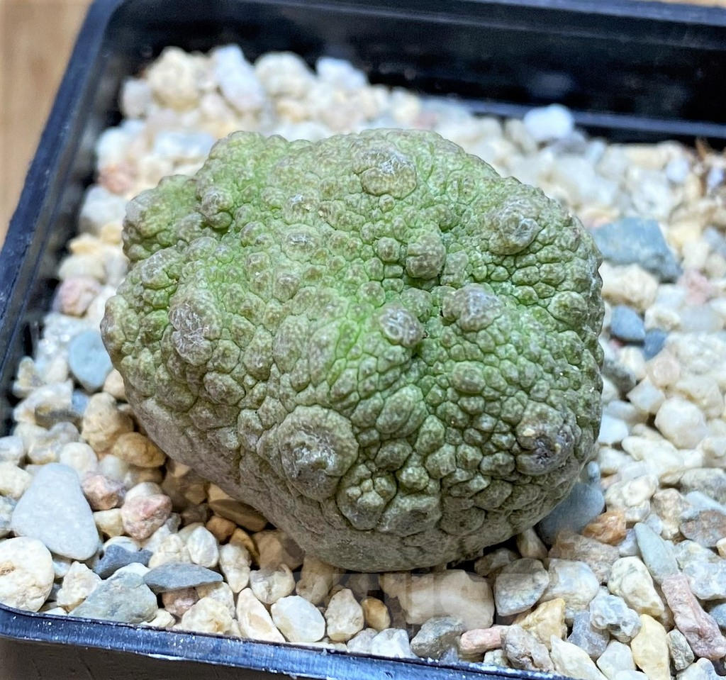 SH1511 Pseudolithos cubiformis - Imagen 2