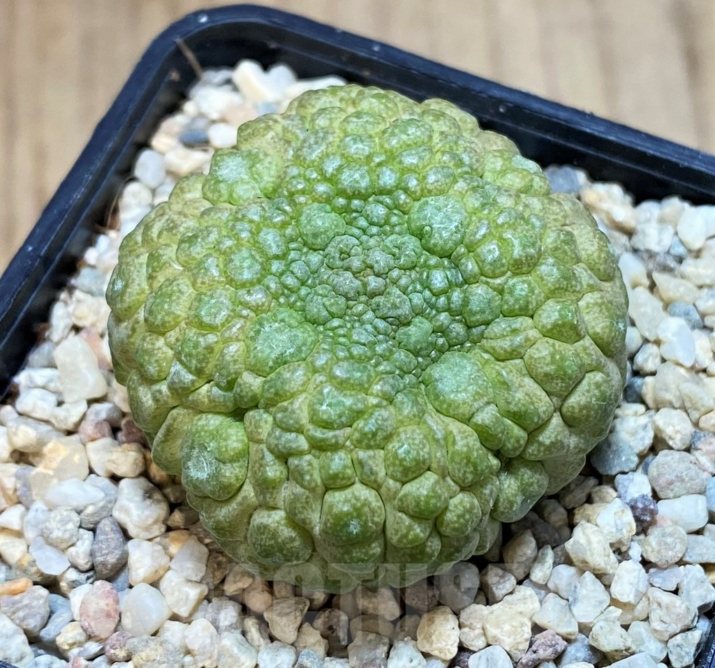 SH1513 Pseudolithos migiurtinus