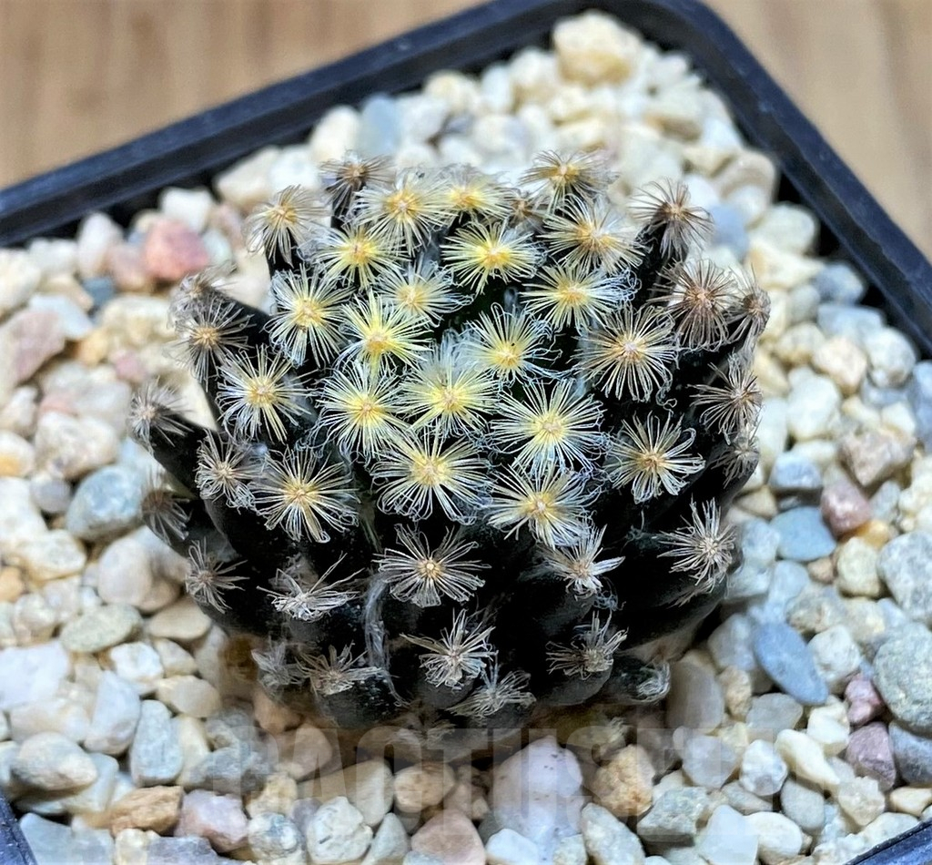 SH1514 Mammillaria schiedeana ‘Kuro Hada’