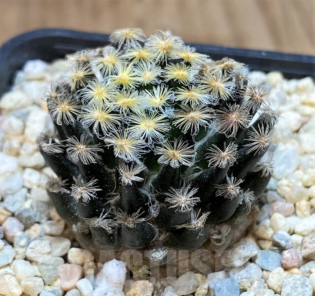 SH1514 Mammillaria schiedeana ‘Kuro Hada’ - Image 2