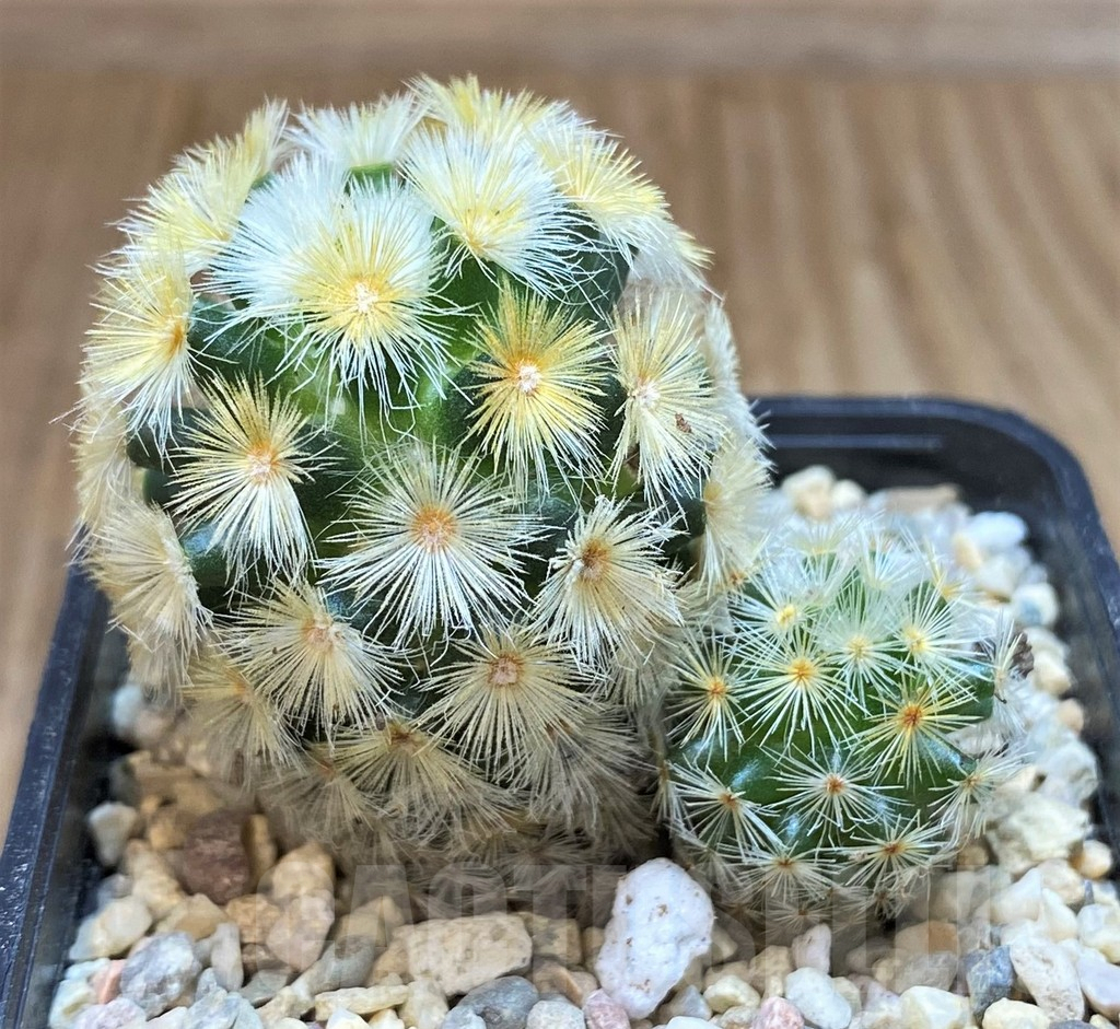 SH1515 Mammillaria carmenae 'Buddha', seedling - Image 2