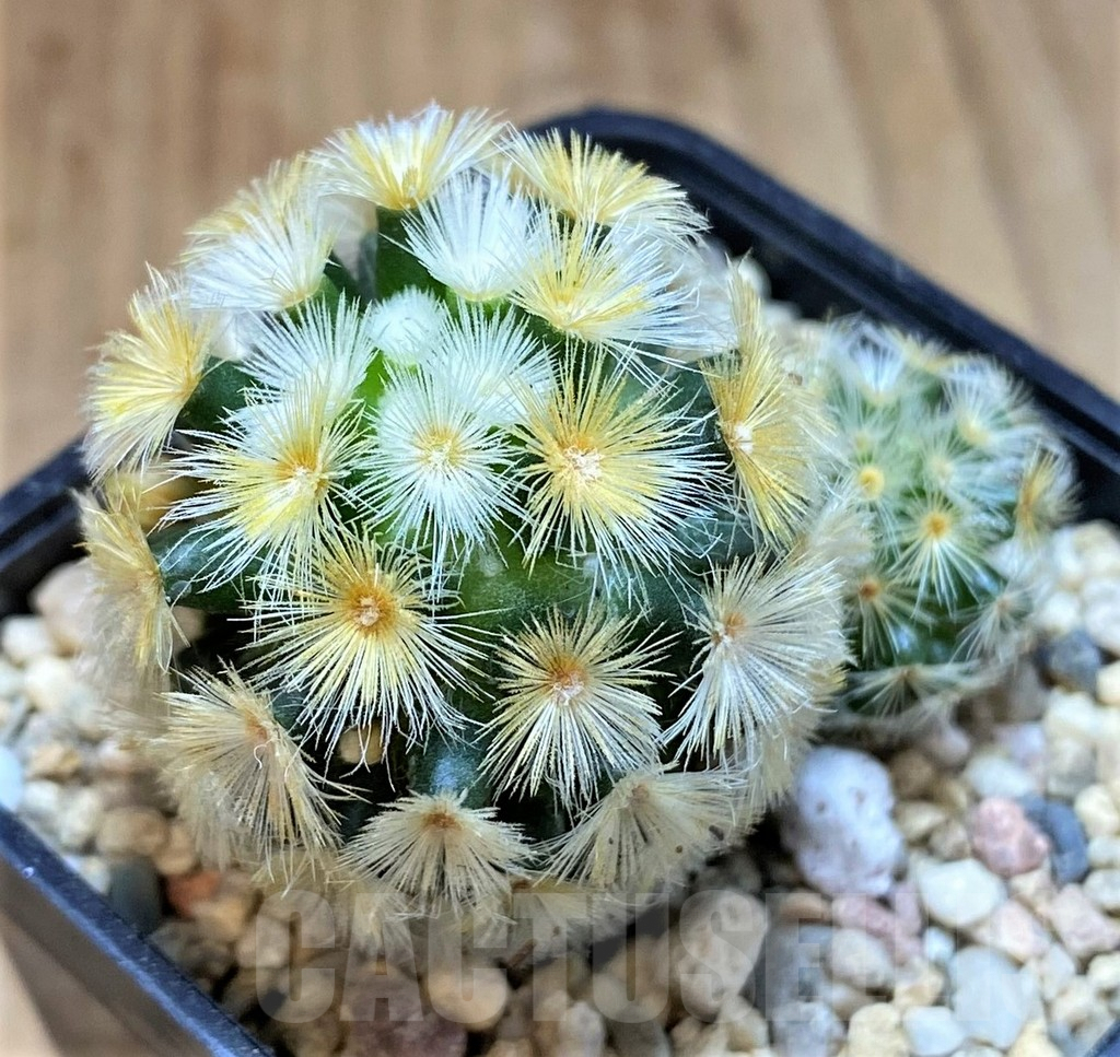 SH1515 Mammillaria carmenae 'Buddha', seedling