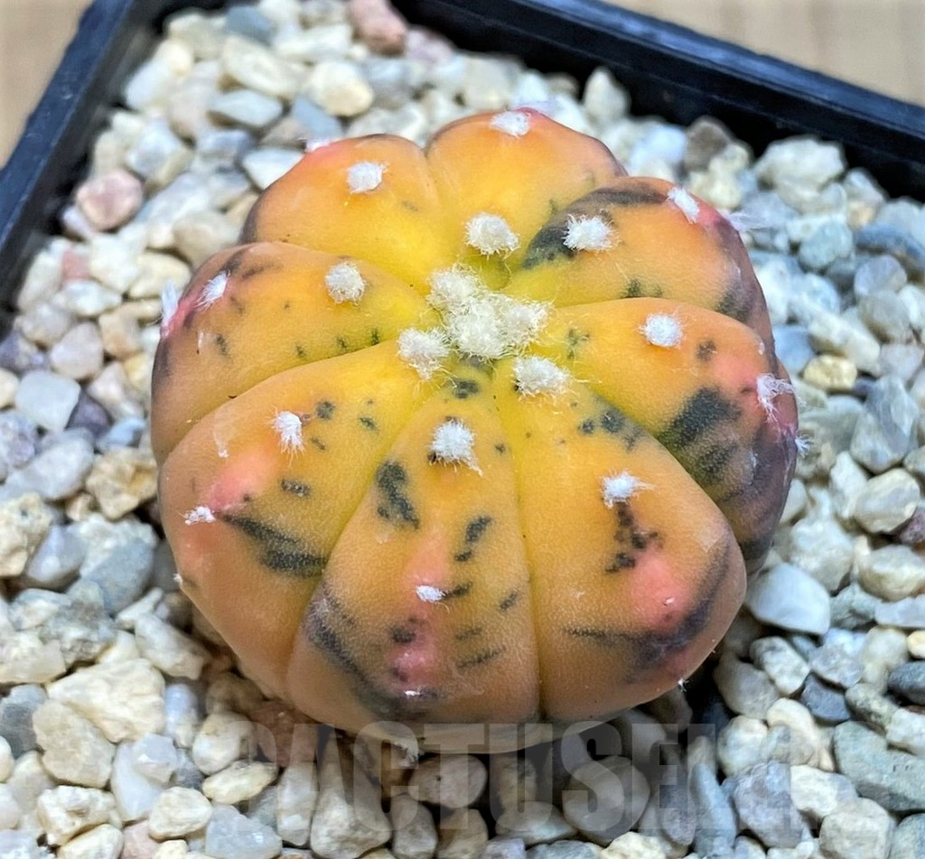 SH1519 Astrophytum asterias f. variegata