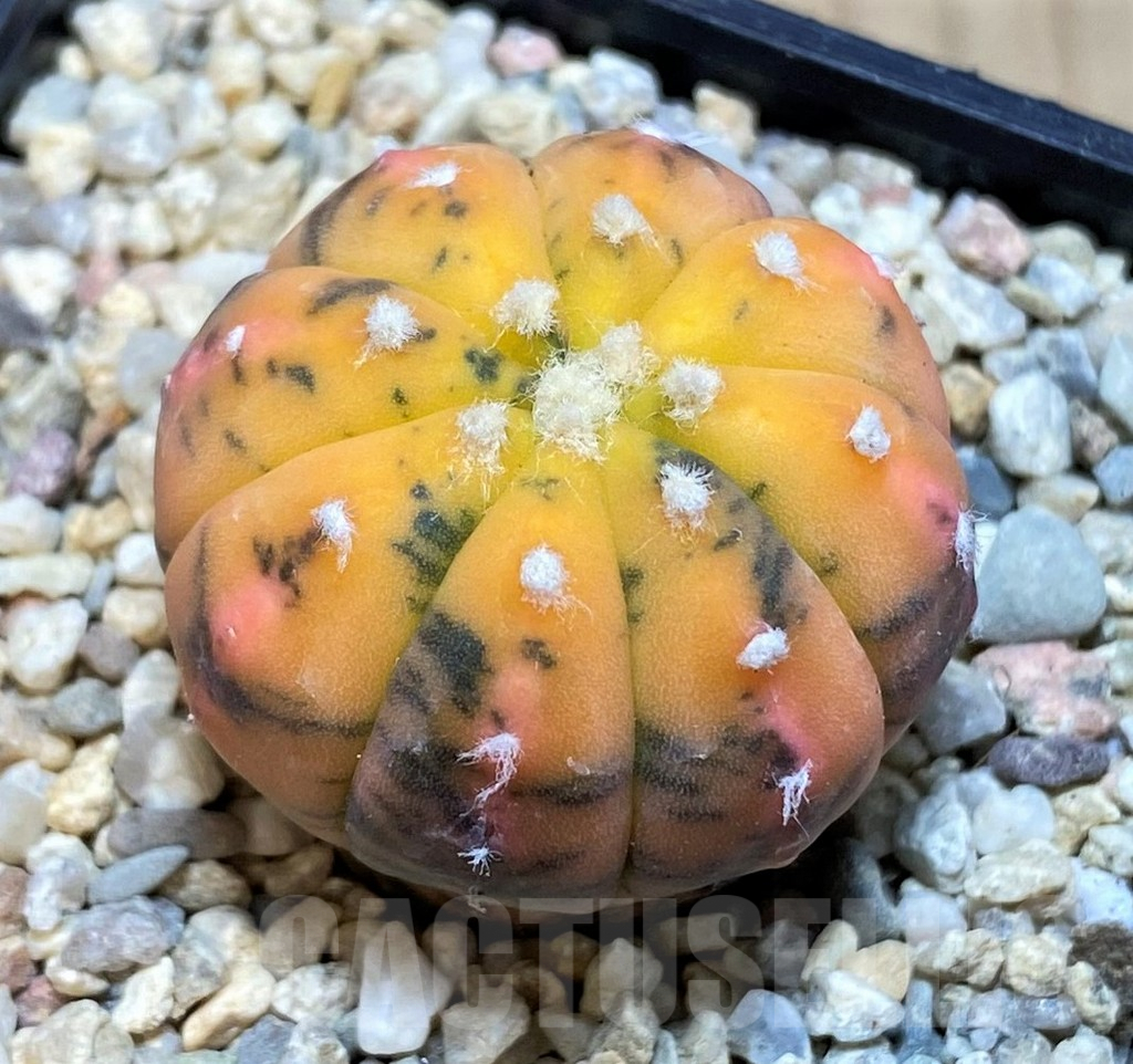 SH1519 Astrophytum asterias f. variegata - Image 2