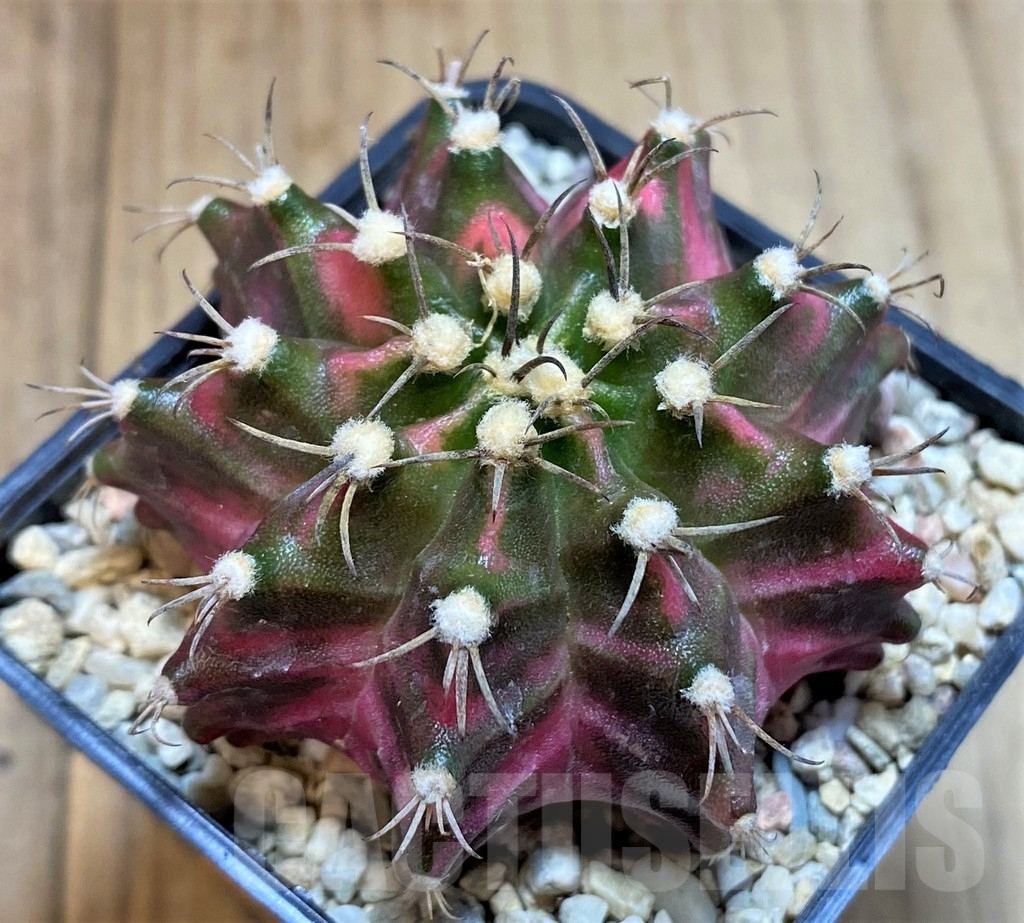 SH1546 Gymnocalycium mihanovichii f. variegata, seedling - Зображення 2