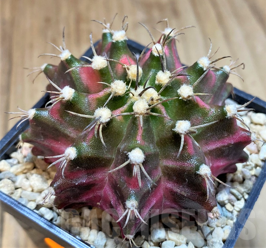 SH1546 Gymnocalycium mihanovichii f. variegata, seedling