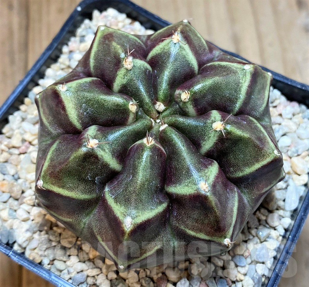 SH1547 Gymnocalycium mihanovichii ‘Day Dream’ hybrid, seedling