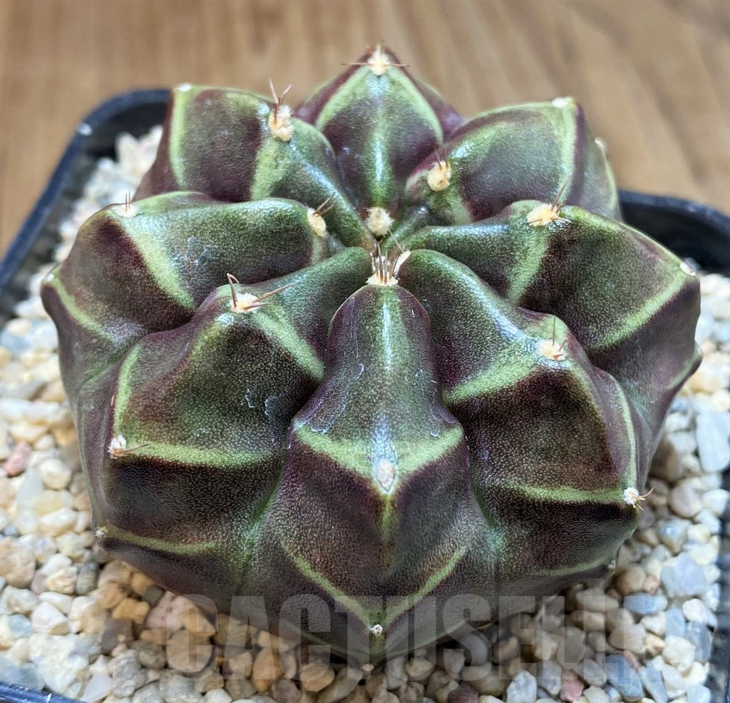 SH1547 Gymnocalycium mihanovichii ‘Day Dream’ hybrid, seedling - Image 2