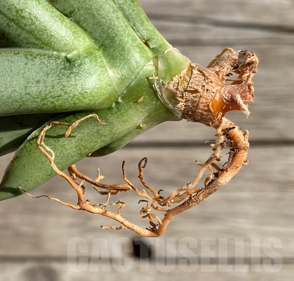 SH1567 Sansevieria 'Silver Crown' - immagine 3
