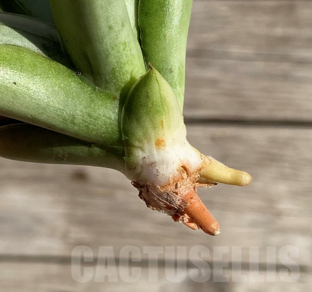 SH1587 Sansevieria 'Ice man' - immagine 2