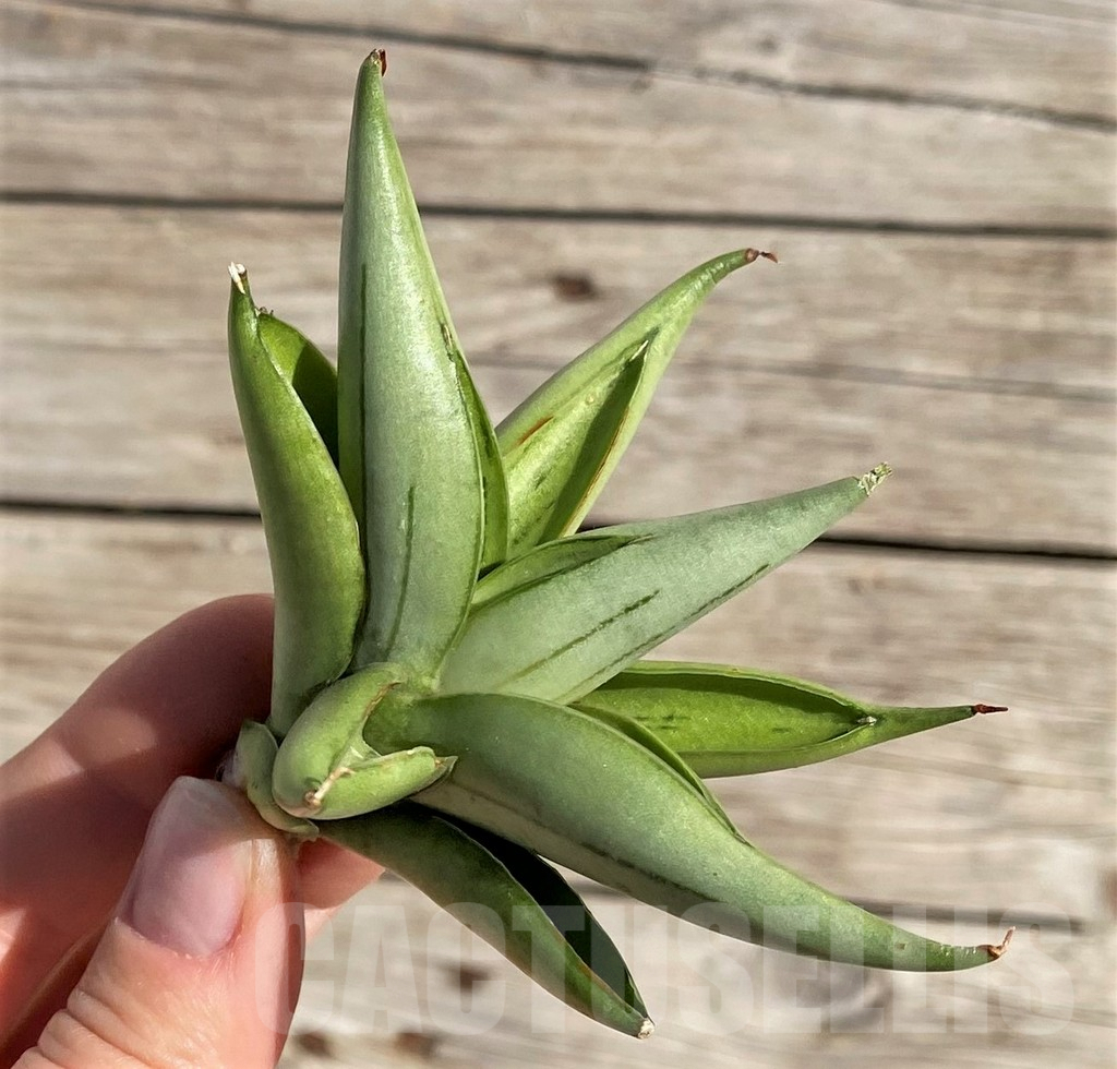 SH1587 Sansevieria 'Ice man'