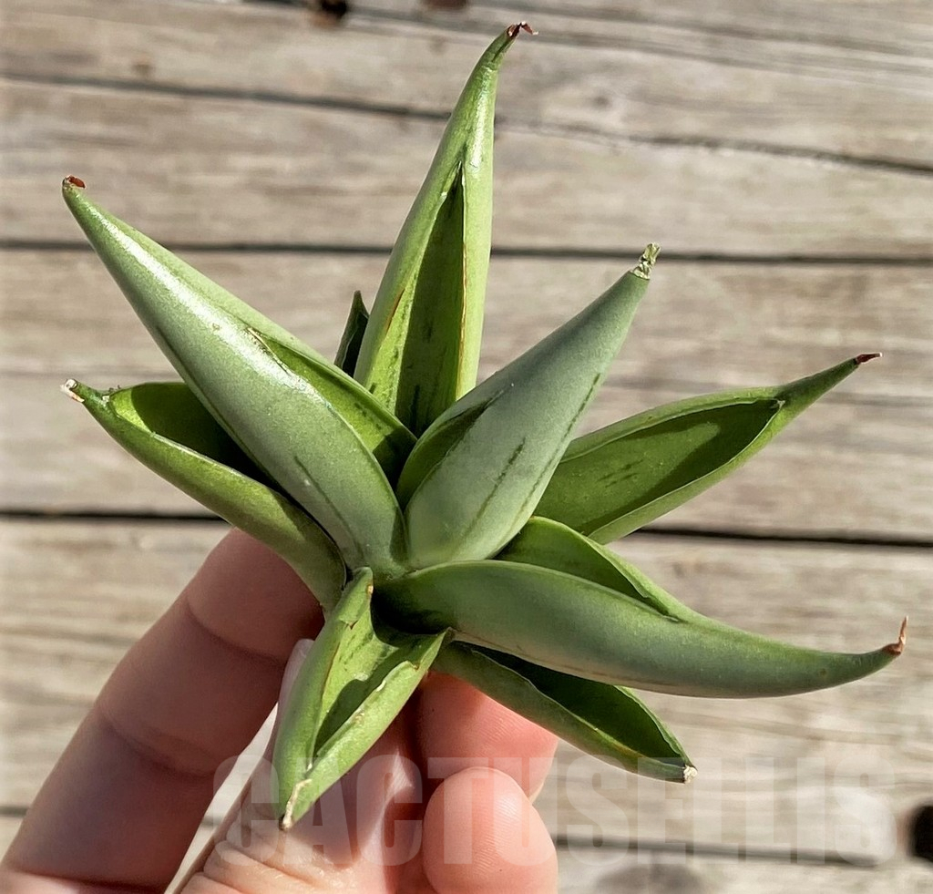SH1587 Sansevieria 'Ice man' - immagine 3