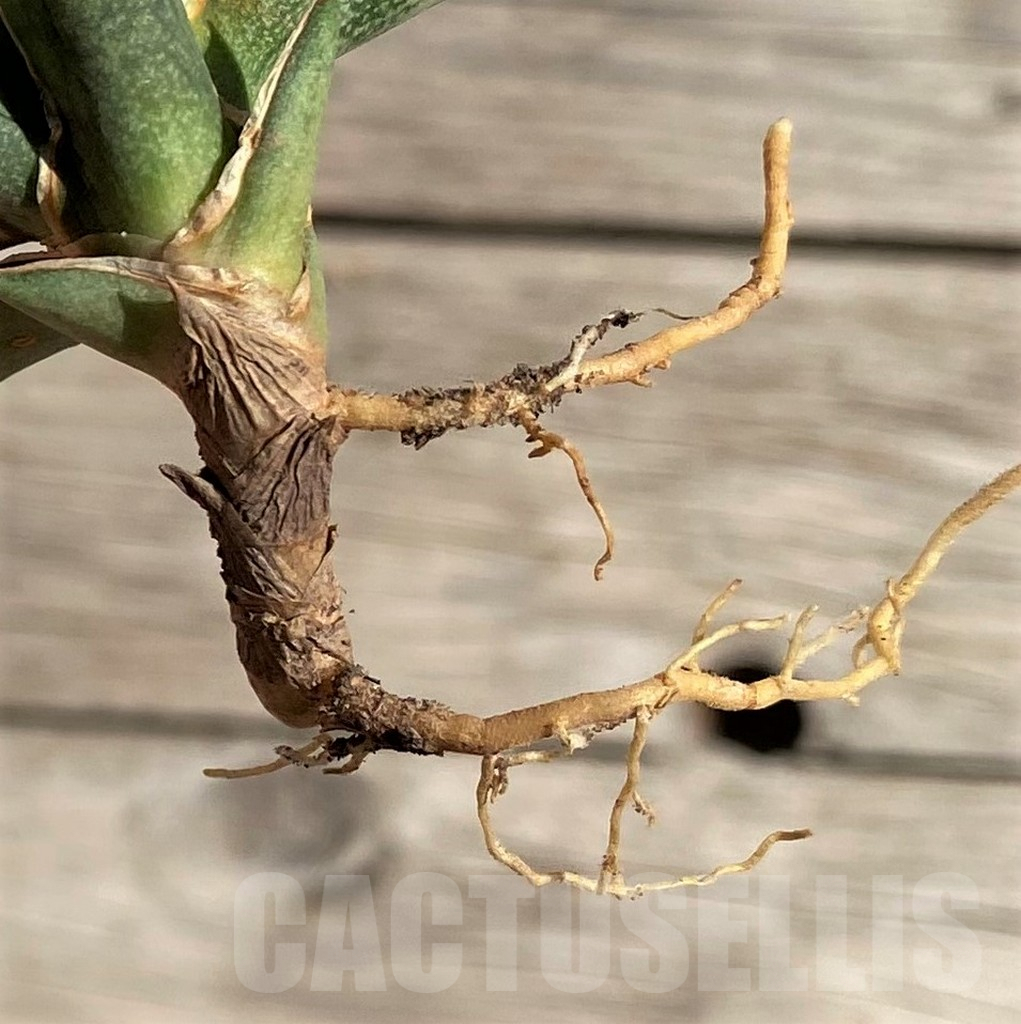 SH1588 Sansevieria lavranos 1970 f. variegata - Image 3