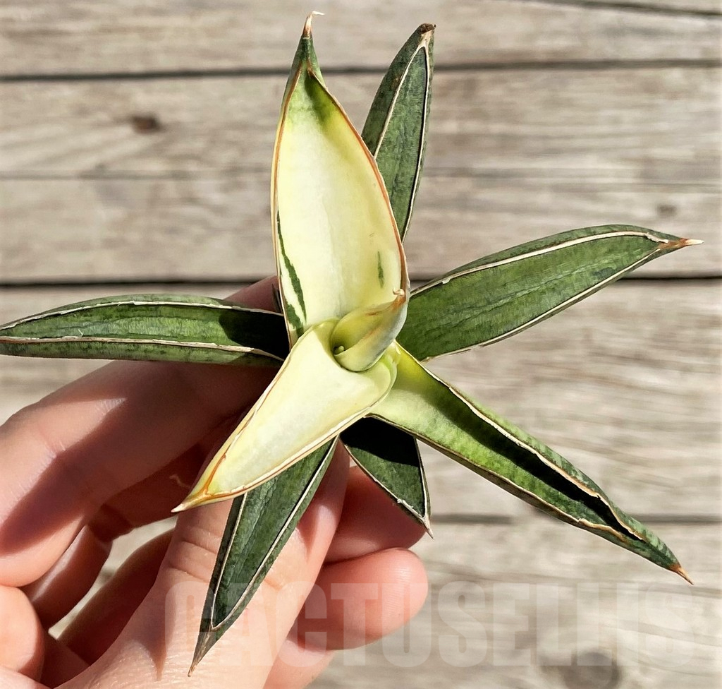 SH1588 Sansevieria lavranos 1970 f. variegata - Image 2