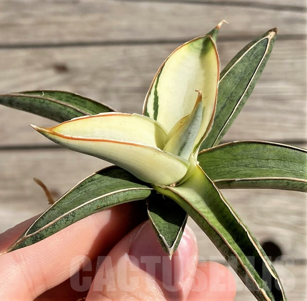 SH1588 Sansevieria lavranos 1970 f. variegata