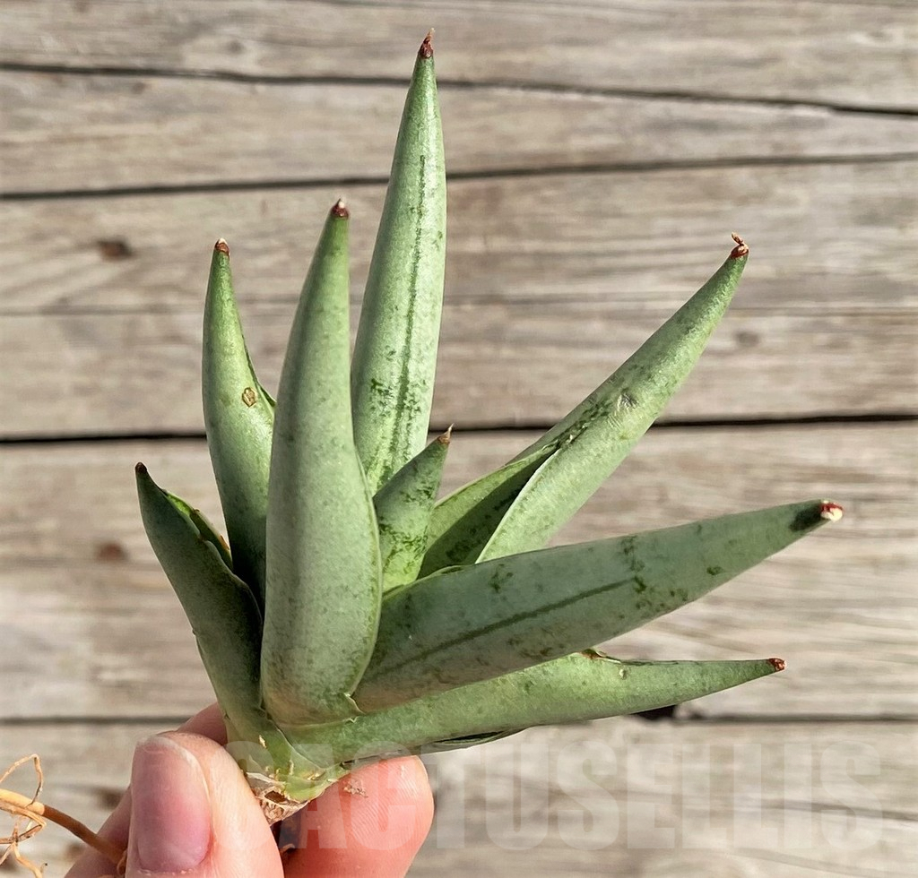 SH1567 Sansevieria 'Silver Crown'