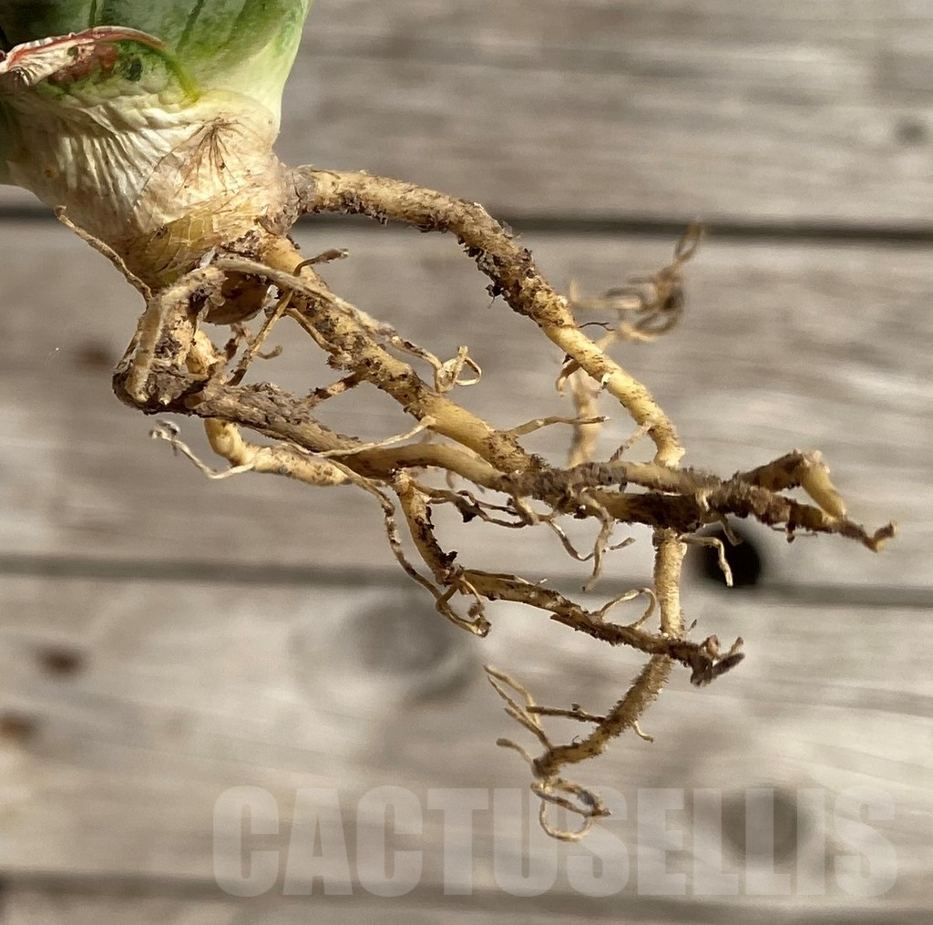 SH1590 Sansevieria 'Ice Thorn' - Image 3