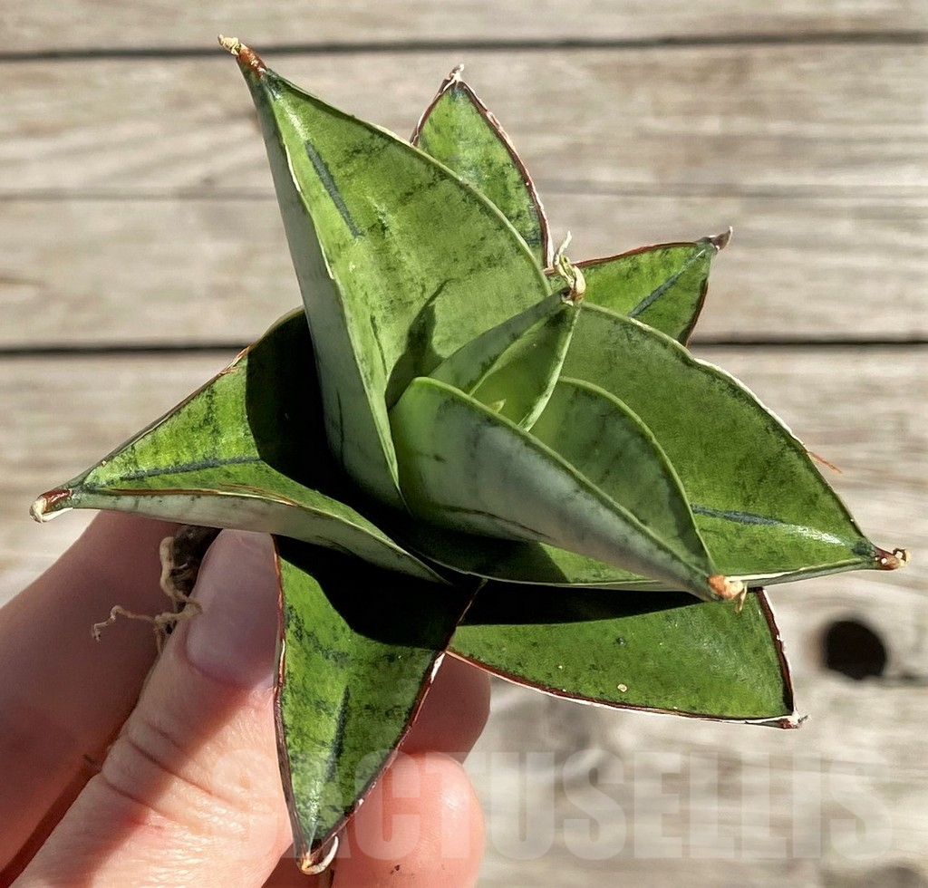 SH1590 Sansevieria 'Ice Thorn' - Image 2