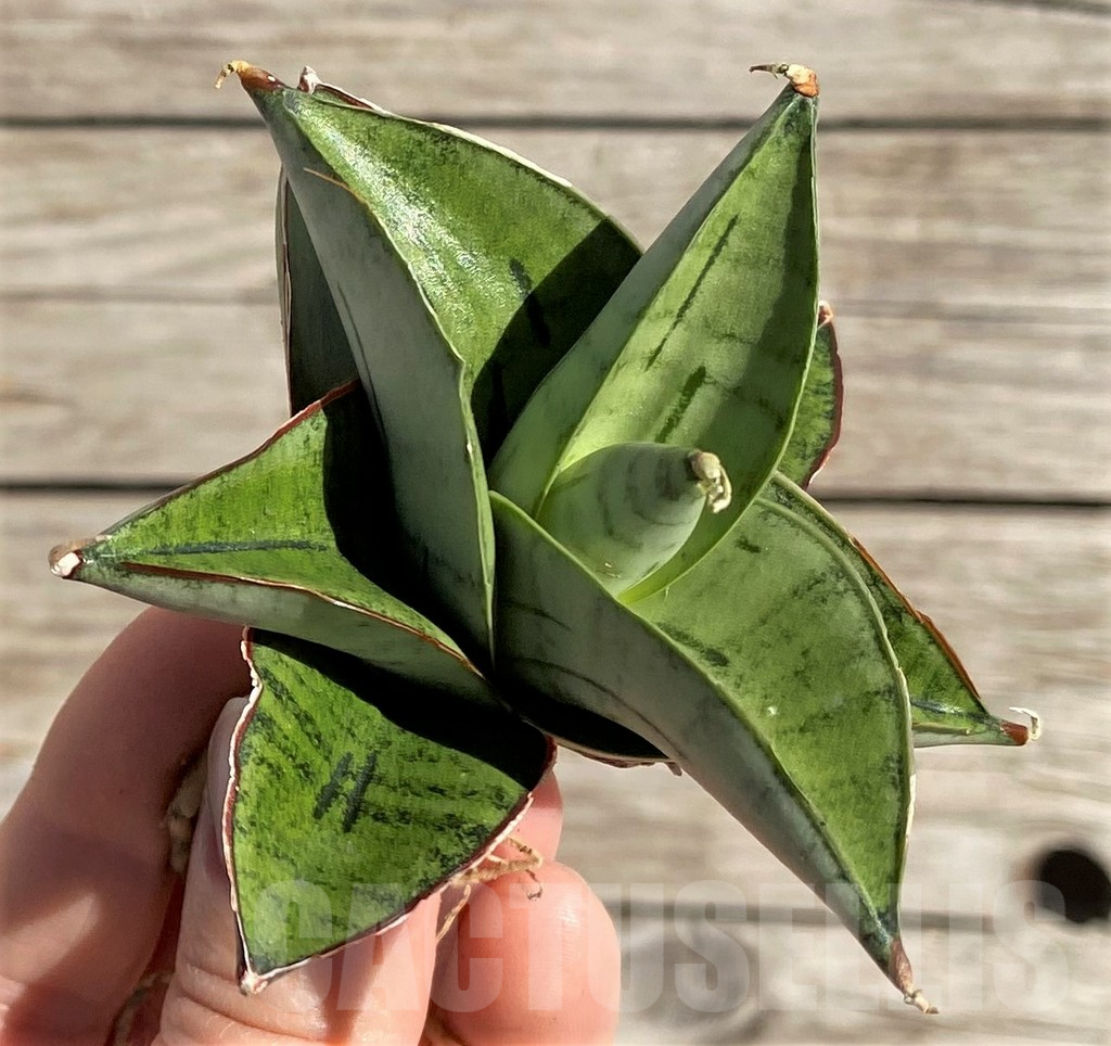 SH1590 Sansevieria 'Ice Thorn'