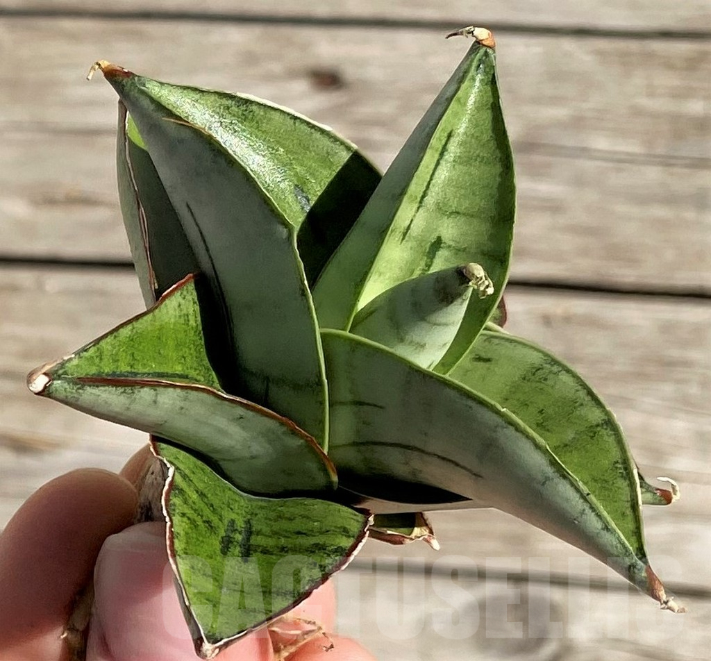 SH1590 Sansevieria 'Ice Thorn' - Image 4