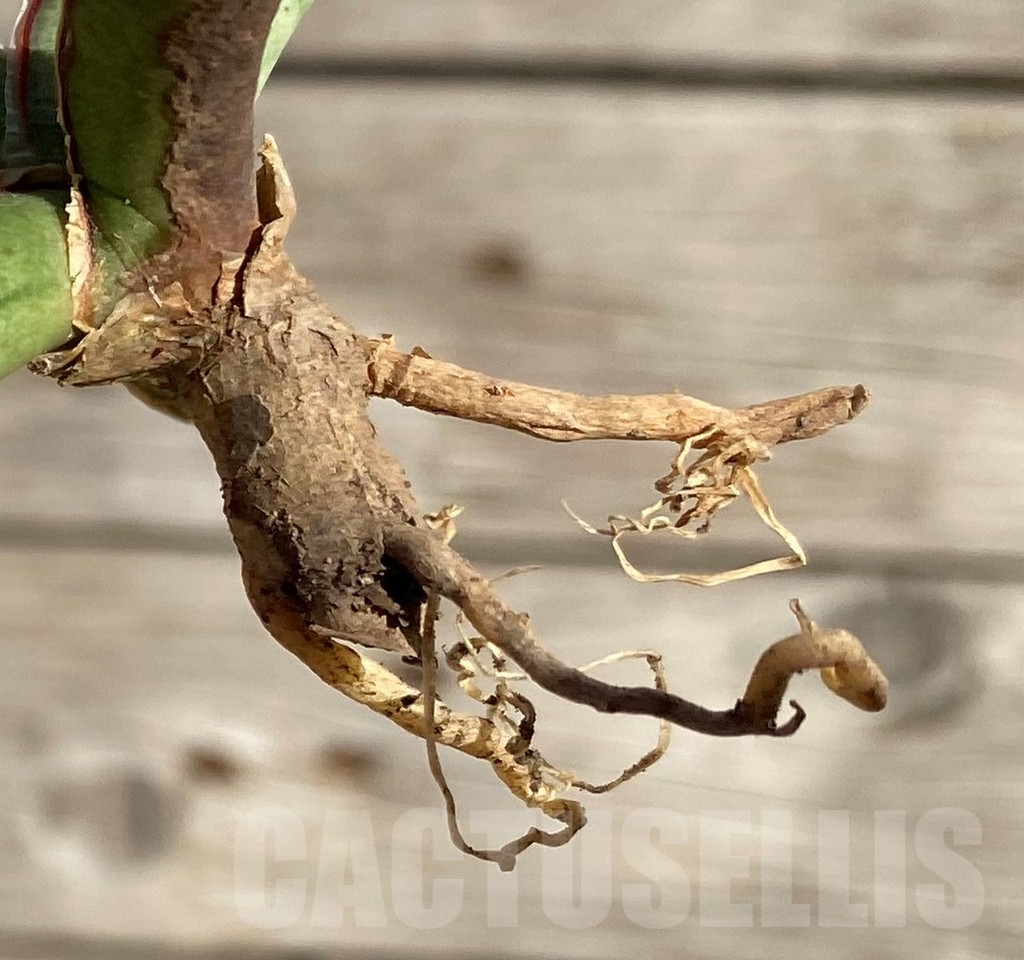 SH1591 Sansevieria 'Eilensis' - Image 3