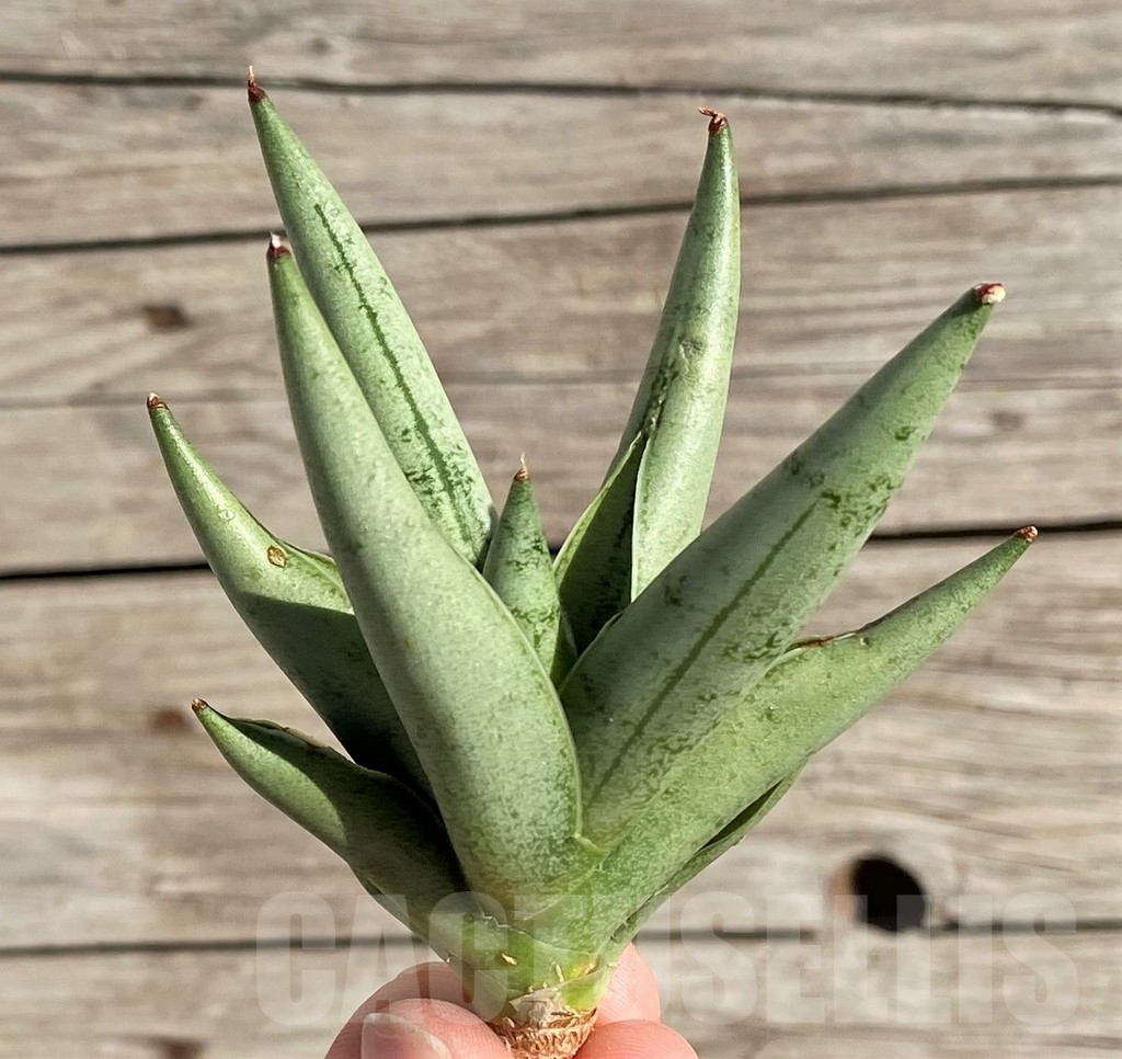 SH1567 Sansevieria 'Silver Crown' - immagine 2