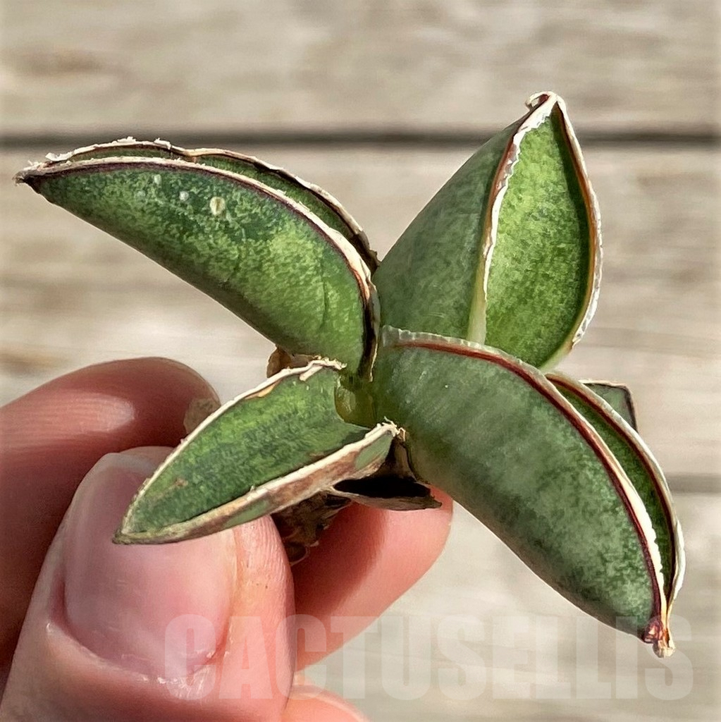 SH1591 Sansevieria 'Eilensis'