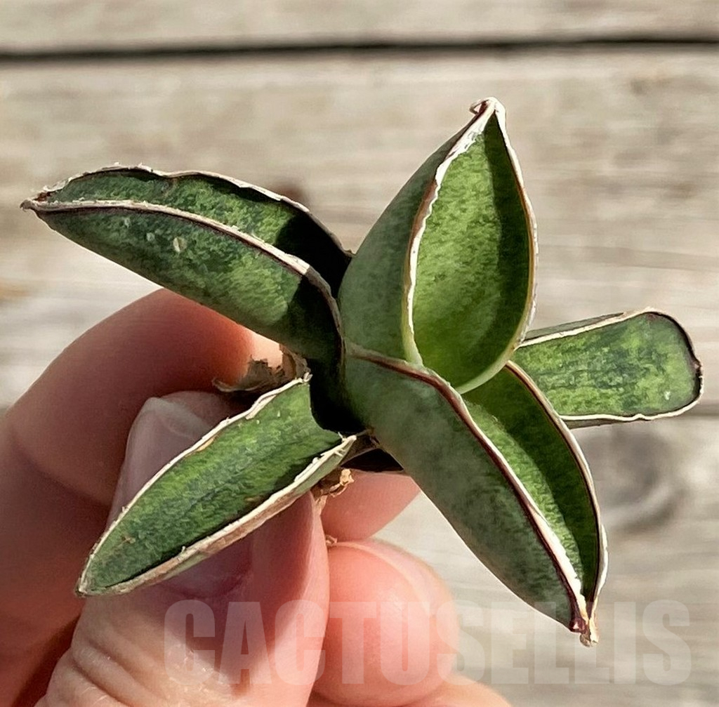SH1591 Sansevieria 'Eilensis' - Image 2