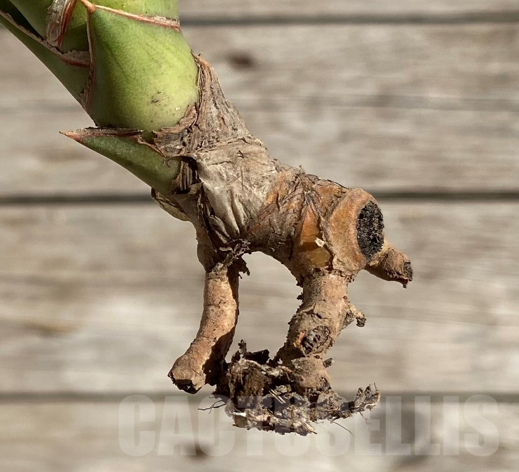 SH1592 Sansevieria lavranos 23251 f. variegata - immagine 2