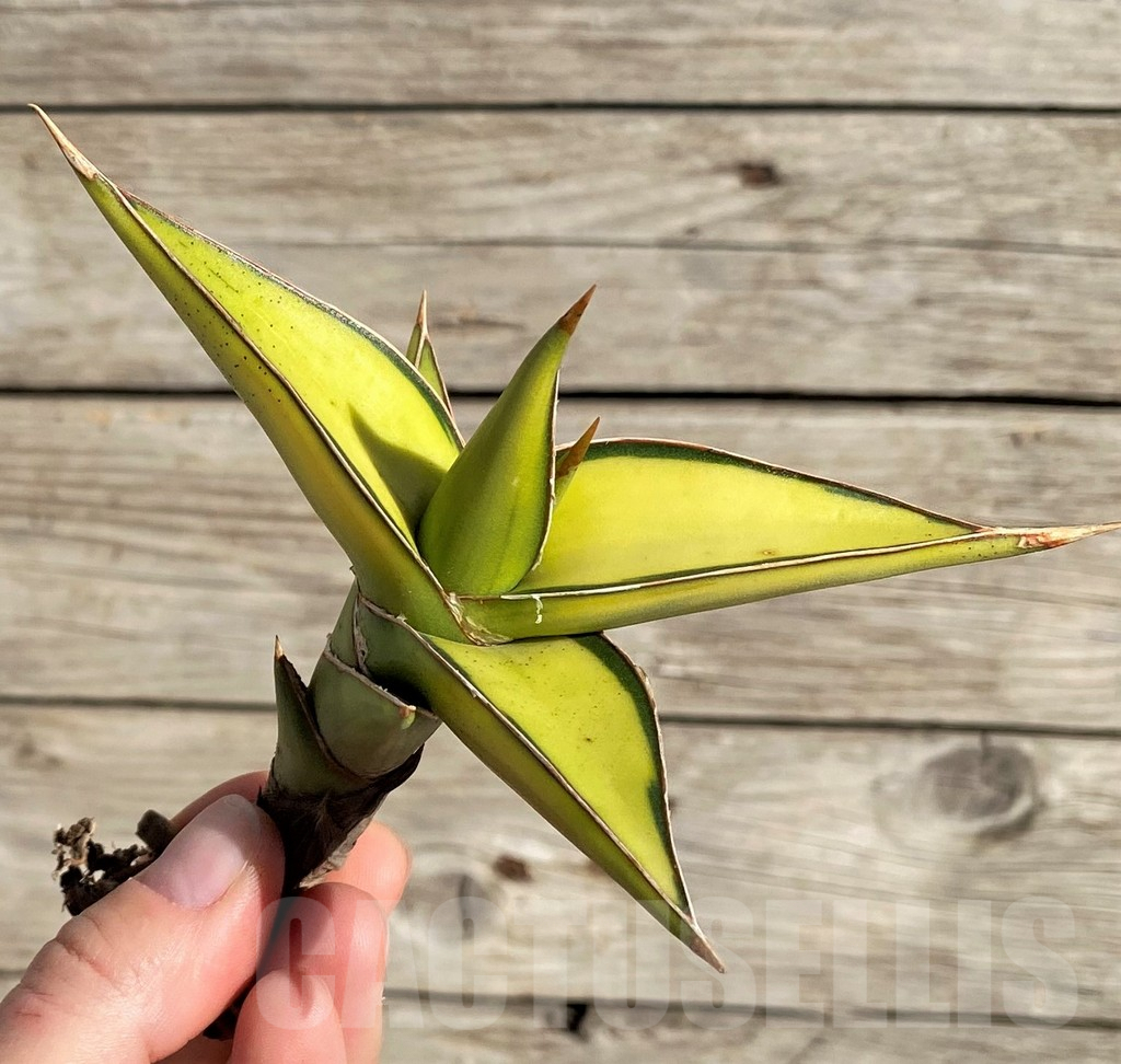 SH1592 Sansevieria lavranos 23251 f. variegata - immagine 3