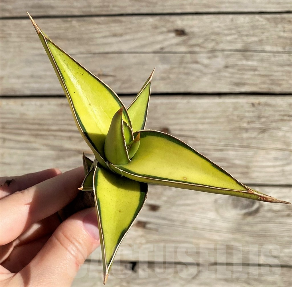 SH1592 Sansevieria lavranos 23251 f. variegata