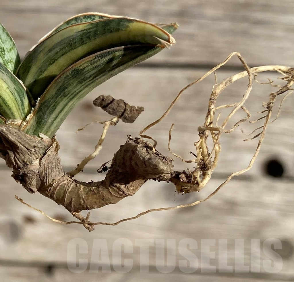 SH1593 Sansevieria lavranos 'White' 1970 f. variegata - immagine 3