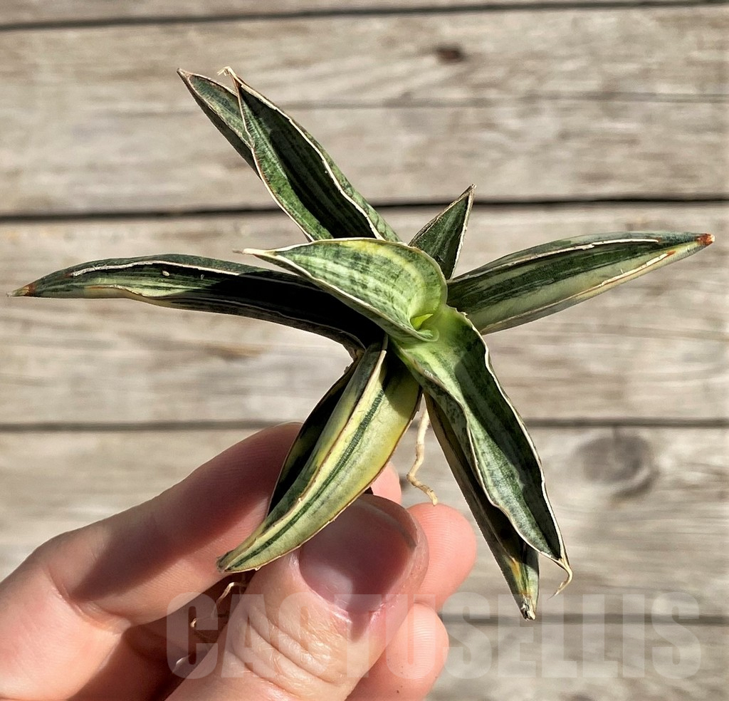 SH1593 Sansevieria lavranos 'White' 1970 f. variegata - immagine 2