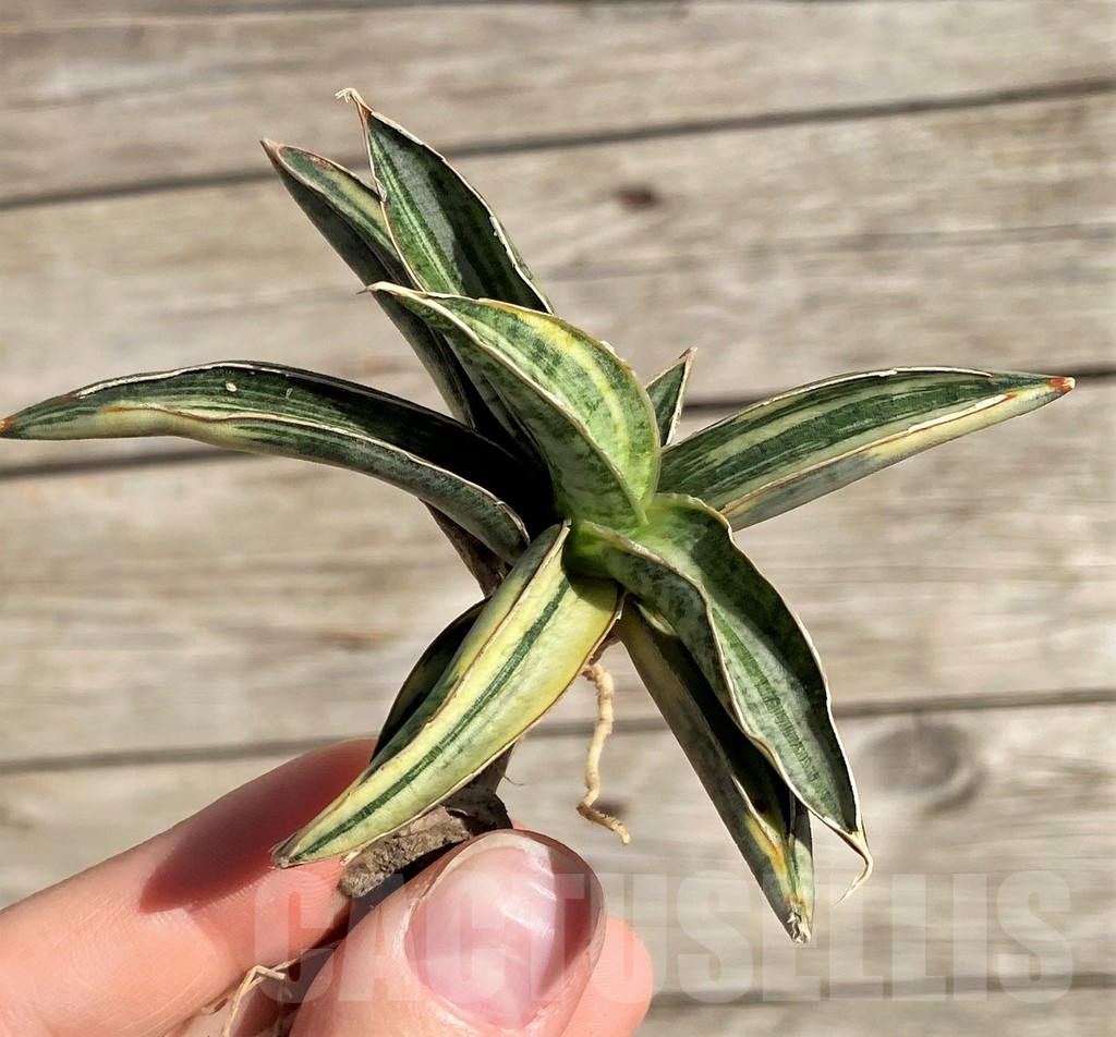 SH1593 Sansevieria lavranos 'White' 1970 f. variegata