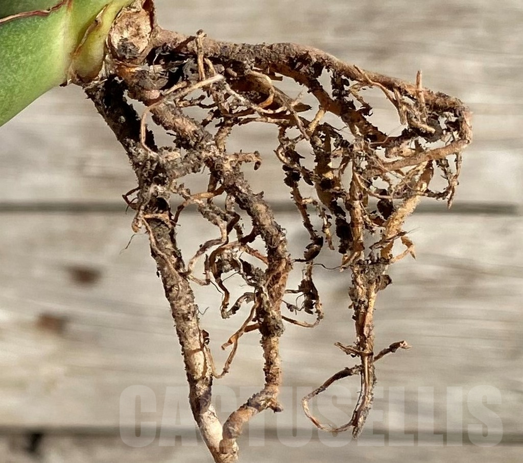 SH1594 Sansevieria 'Konichiwa' - Obrázek 2