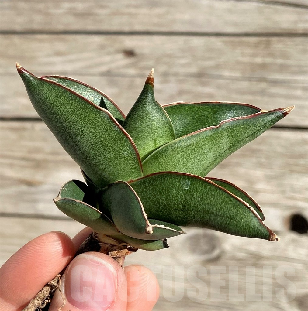 SH1594 Sansevieria 'Konichiwa'