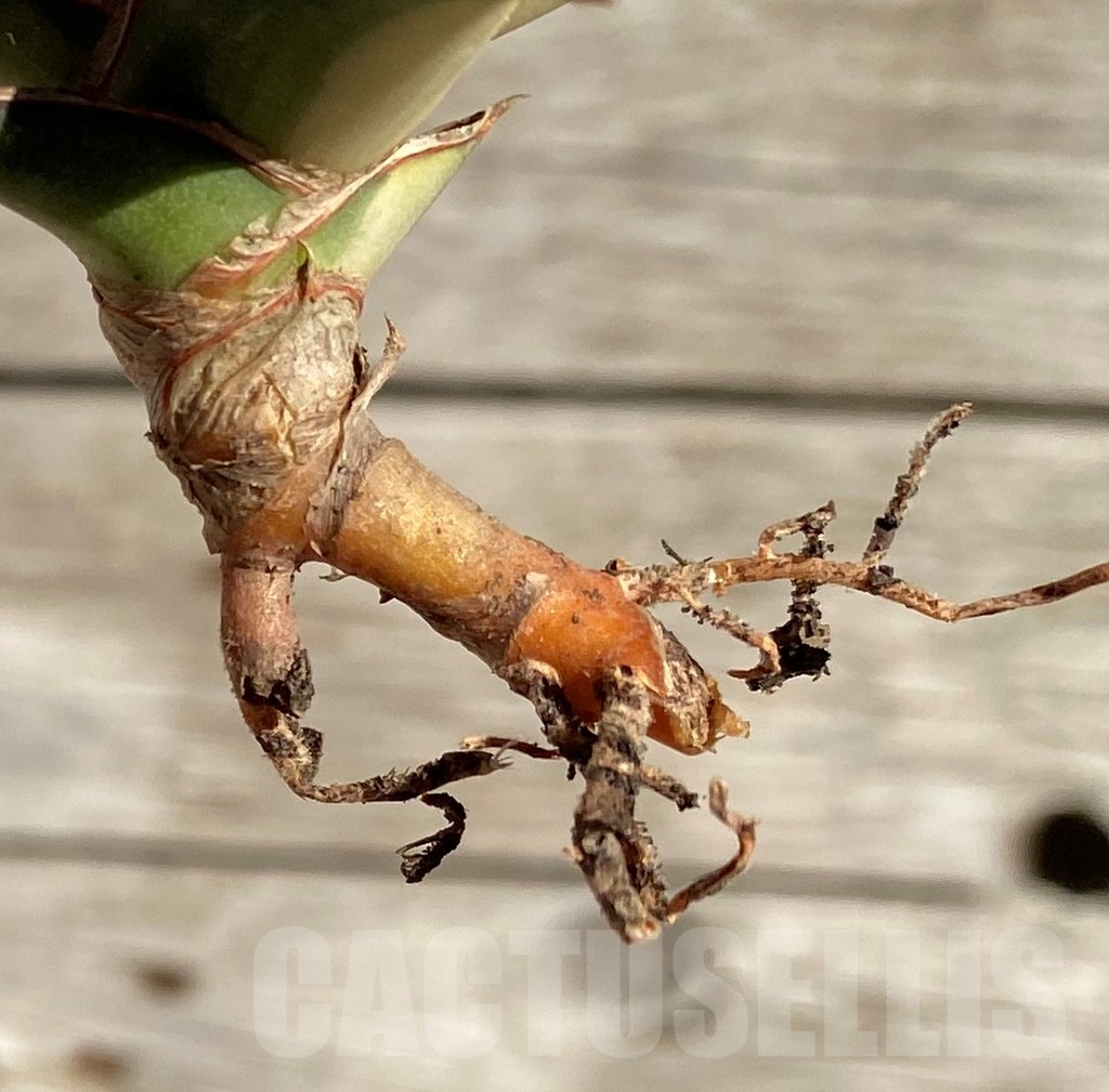 SH1595 Sansevieria lavranos 23251 f. variegata - Image 3