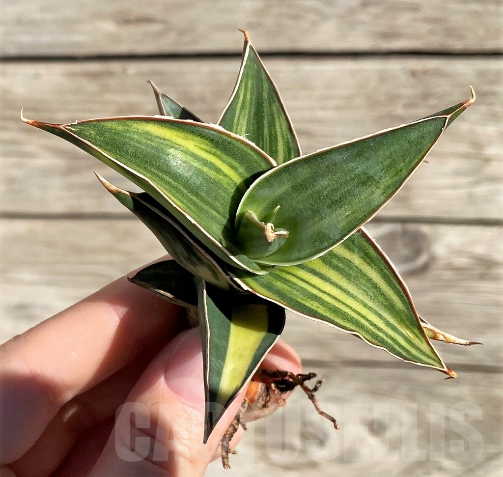 SH1595 Sansevieria lavranos 23251 f. variegata