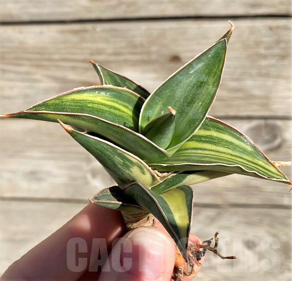 SH1595 Sansevieria lavranos 23251 f. variegata - Image 2