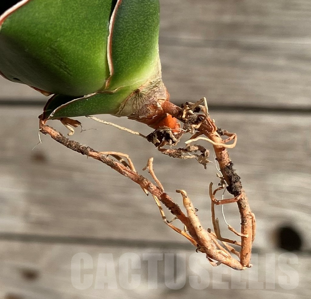 SH1568 Sansevieria 'Tower' - Image 2