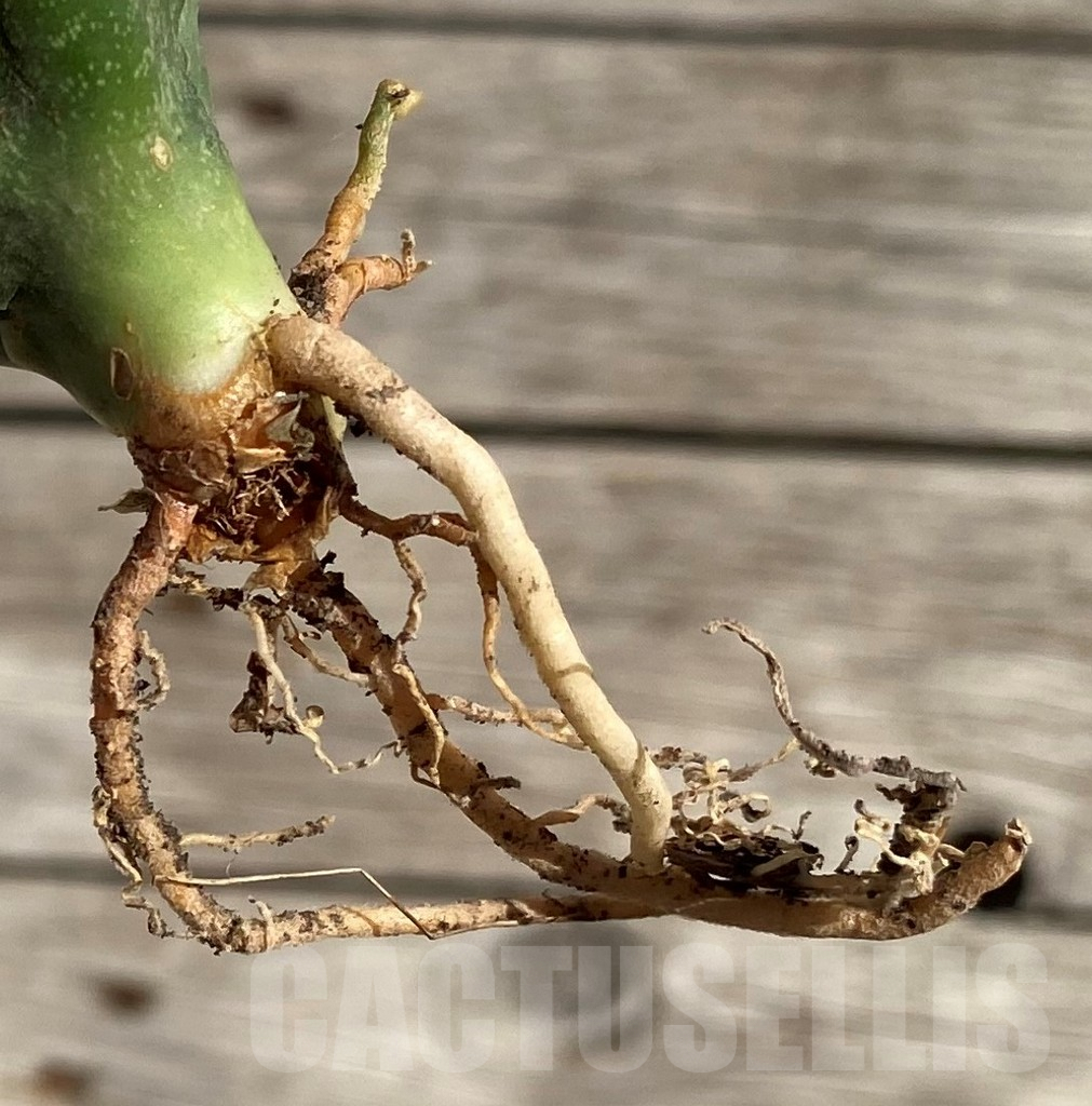 SH1596 Sansevieria ‘Lion Heart’ - Image 3